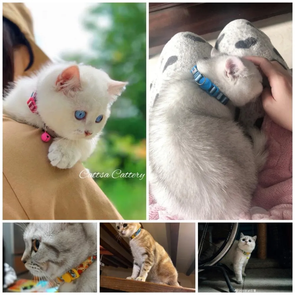 2 Pack Cat Collar with Bell Adjustable for Puppy Kittens Necklace Cat Accessories Collar
