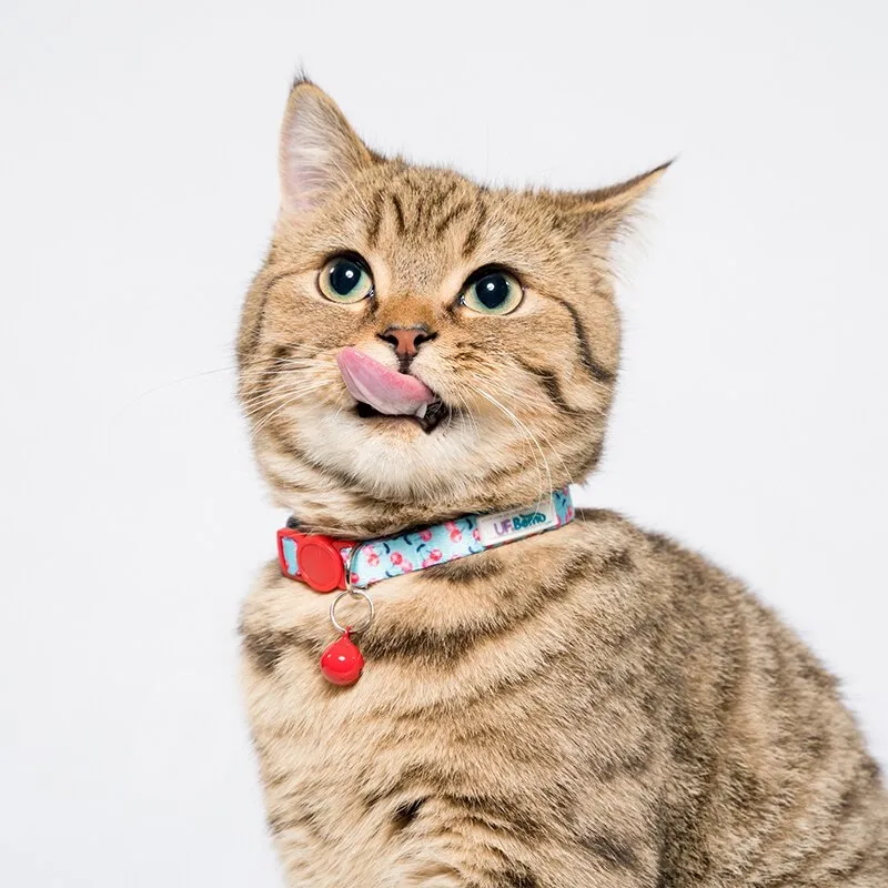 2 Pack Cat Collar with Bell Adjustable for Puppy Kittens Necklace Cat Accessories Collar