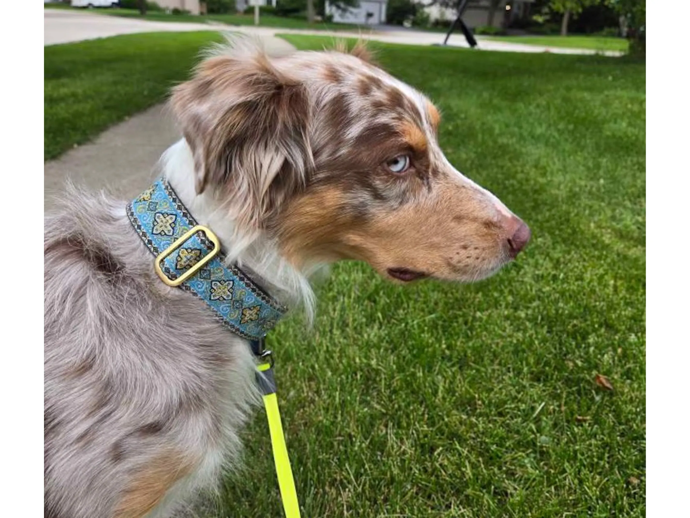 Nobility in Light Blue - Martingale or Buckle Dog Collar - 1.5" Width