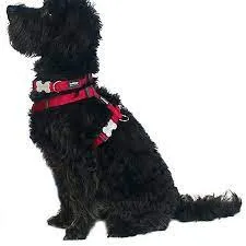 Red Dingo - Turquoise Bumble Bee Dog Collar - Large
