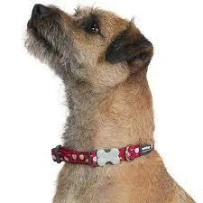 Red Dingo - Turquoise Bumble Bee Dog Collar - Large