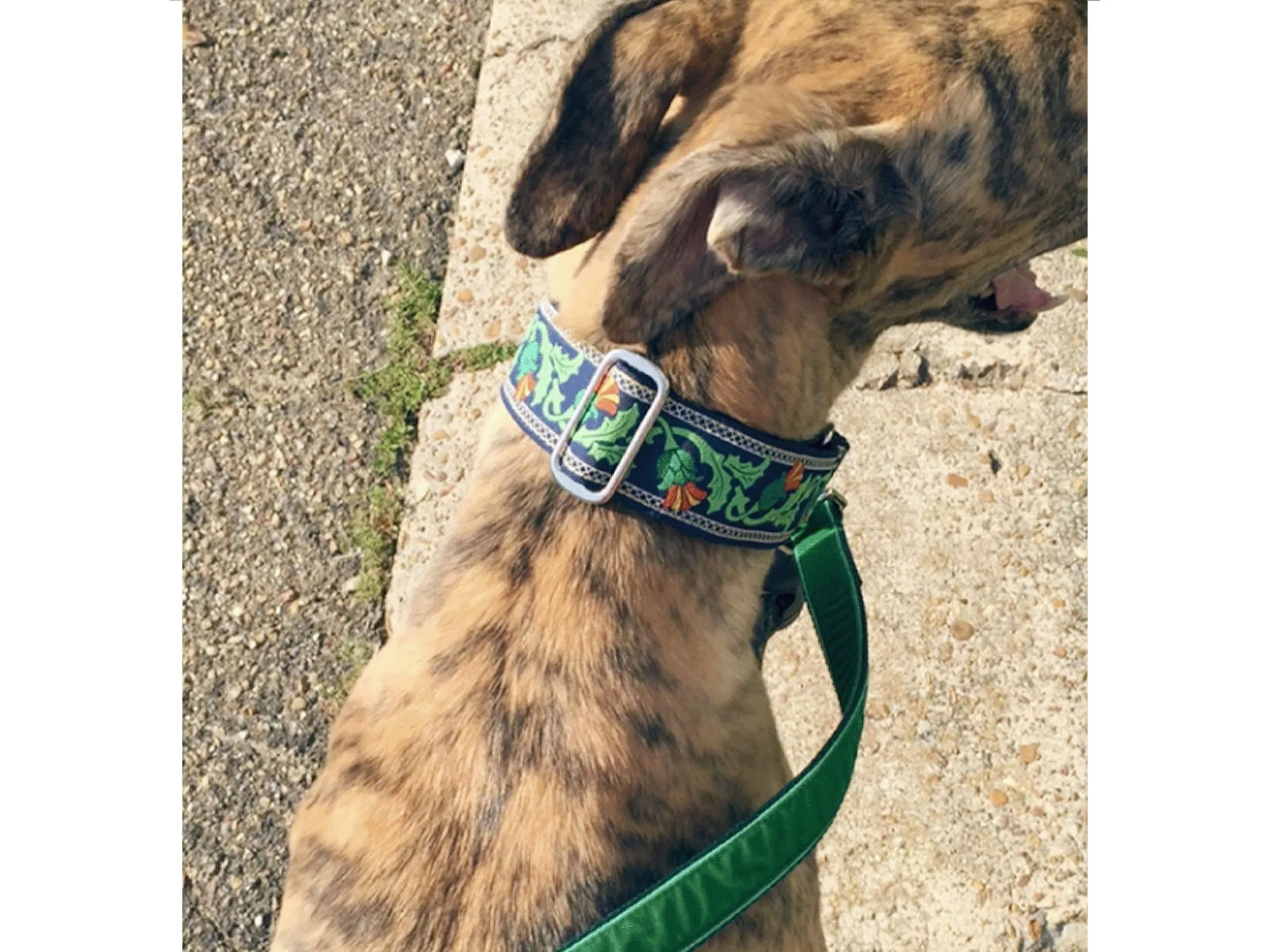 Thistle Jacquard in Navy - Martingale Dog Collar or Buckle Dog Collar - 1.5" Width